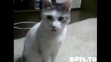 Маце Бабати умря! (изненадана котка 100% смях) 