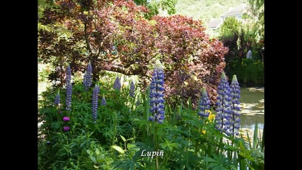 Jardin de Monet - Jardin d eau