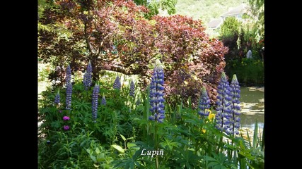 Jardin de Monet - Jardin d eau