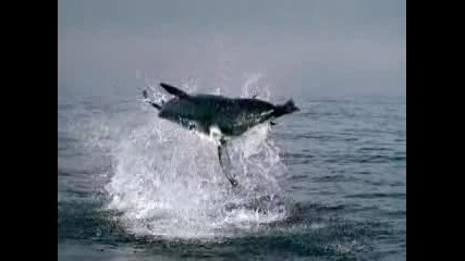 Great White Shark 