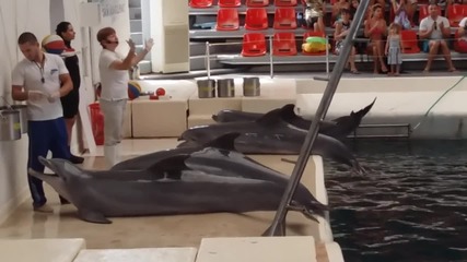 Делфините от Делфинариума във Варна си казват чао с публиката 10.08.2015