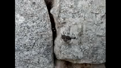 краят на пчелатa 