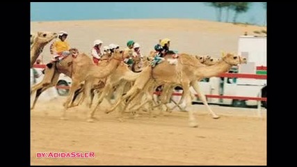 Carss from dubai