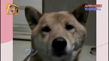 Такова куче не сте виждали !