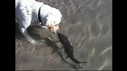 Куче и риба плуват заедно ..