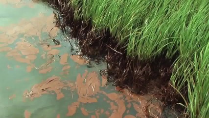 Петролни разливи и Екологични щети 