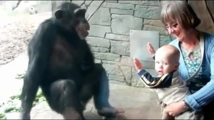 Шимпанзето не се държи добре с детето