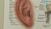 Проучване: Нелекуваните проблеми със слуха увеличават риска от деменция