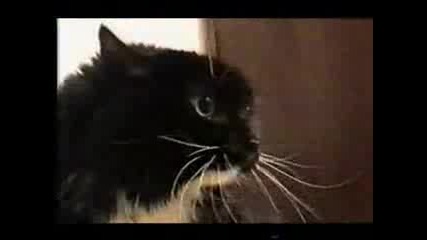 Котка Говори На Китаиски (невероятно)