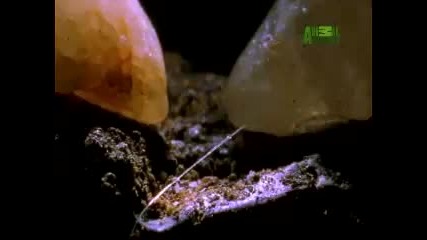 Corolla Spider [animal planet]