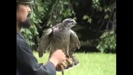 A demonstration of the Japanese falconry
