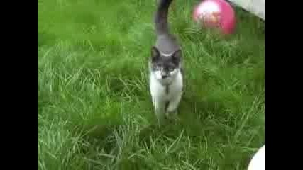 Атака На Котка 