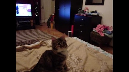котка носи мишка като куче