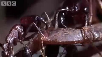 Мравки Срещу Раци - изненадващ победител! - Ant Атака - Bbc Wildlife