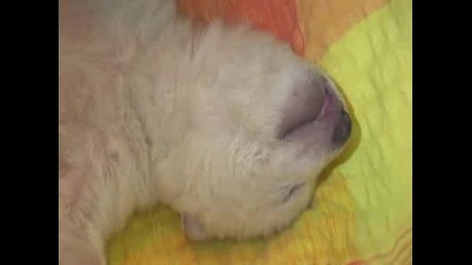 Baby Polar Bear Sleeping