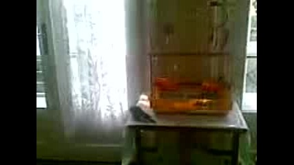 корела рони