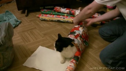 Как се опакова котка за подарък
