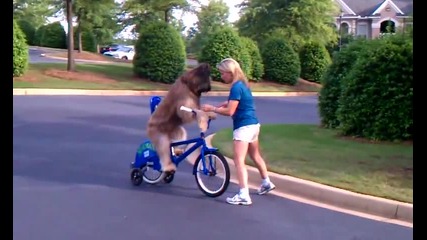 Куче кара колело!!!
