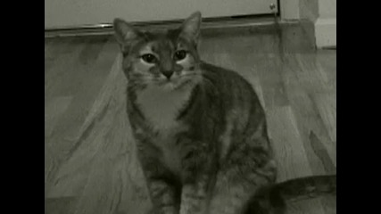 Тези котки ще те качът на Тавана ! 100% 