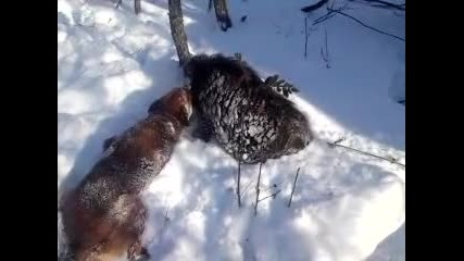 лов на диви прасета