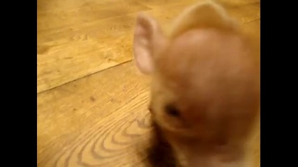 The Smallest Pet Pig In The World 