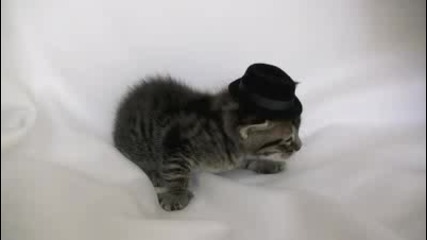Котка удря шамар на котка с шапка ;d 