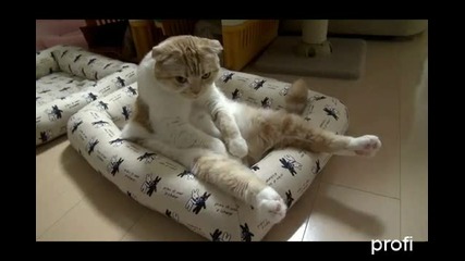 Котка Седи Като Човек