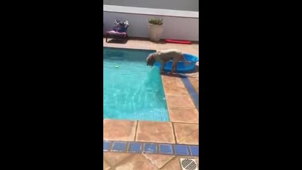 Интелигентно куче взима топката от басейна по хитър начин