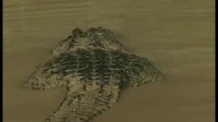 Anakonda vs aligator 
