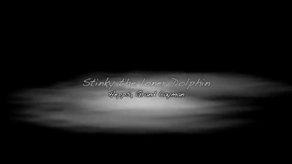 Делфин флиртува с водолаз
