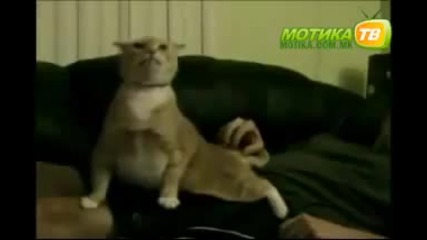 Тъпо коти 