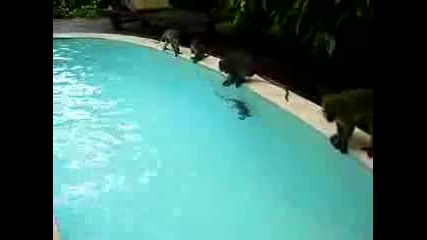 Бабуини на басейн 