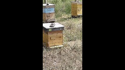 Биологични пчелни продукти Калофер organic bee products Popovi Kalofer.mp4