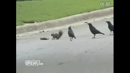 Black Crow Squirrel War
