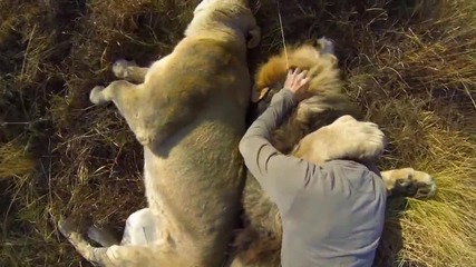 Мъж се прегръща с лъвове! Gopro: Lion Hug ..