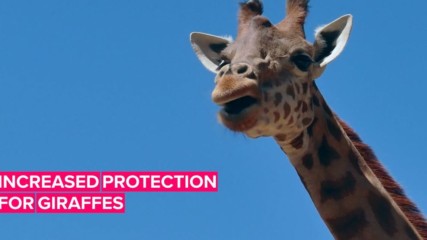 Giraffes are finally getting the protection they deserve