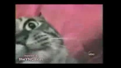 Talking Cat 