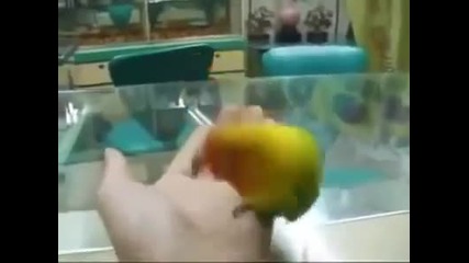 Удивително! Папагалът, който имитира женски оргазъм !!!