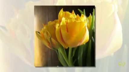 Richard Clayderman - The Last Waltz - Yellow tulips
