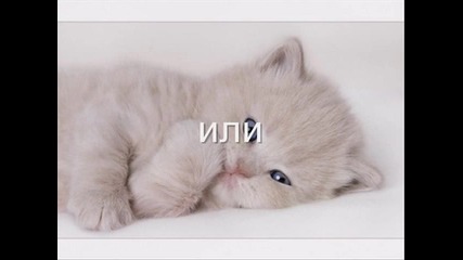 коя е облечена по-добре игра 2