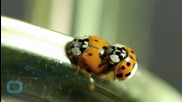 72,000 Ladybugs Released in High School Senior Prank