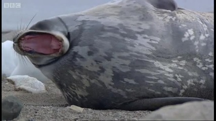 bbc wildlife - тюлените в Антарктика 