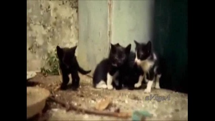 Нашата котка котенца има - Детска песничка 