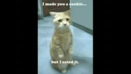 Very Funny Cats Part 4