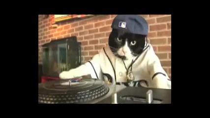 Коте Dj 