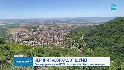 Два са избягалите леопарди в Шуменско, единият е бременна женска