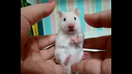 Много изненадана мишка