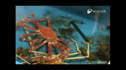 Какво е това животно и какво прави 