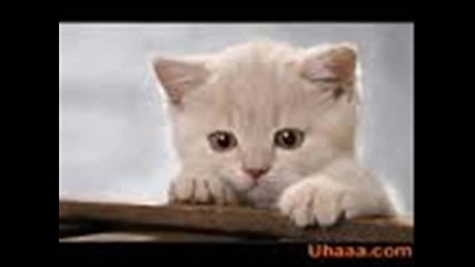 сладки кучета и котки