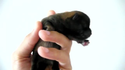 Кученце на 2 дни